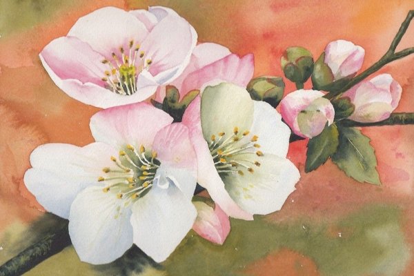 Яблоневые цветы акварель