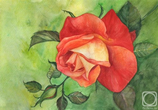 Рисуем розу красками