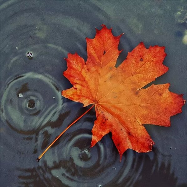 Осенние листья в луже
