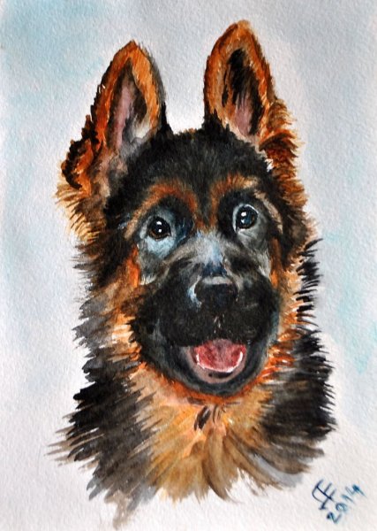 Для срисовки Бельгийская овчарка