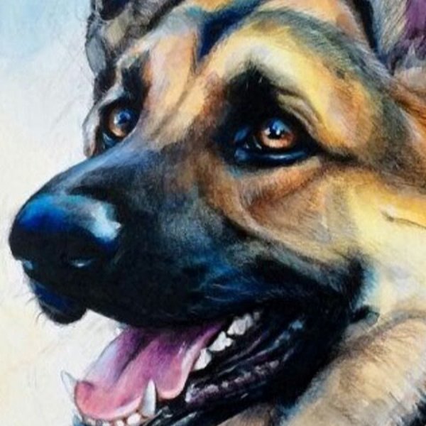 Овчарка акварелью