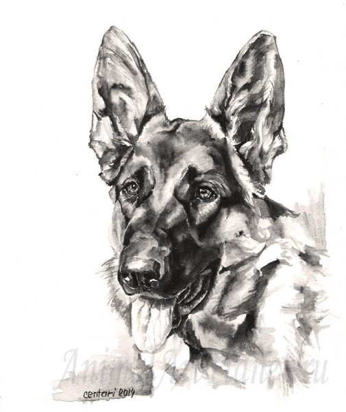 Овчарка акрилом