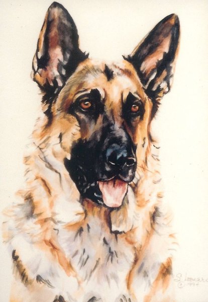 Немецкая овчарка гуашью