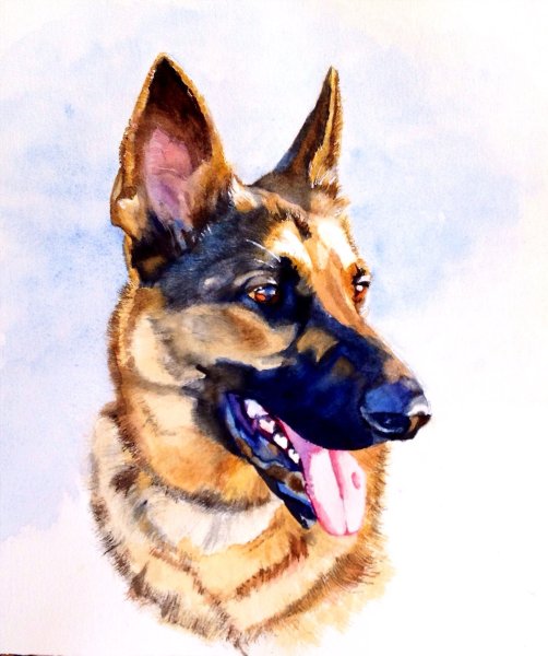 Живопись морда овчарки