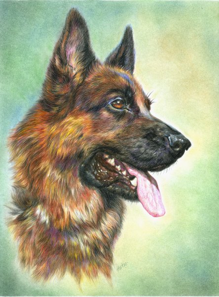 Герман Шеферд гуашью