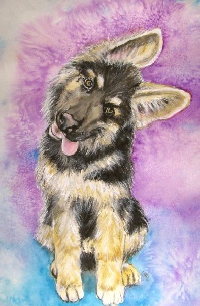 Немецкая овчарка цветными карандашами