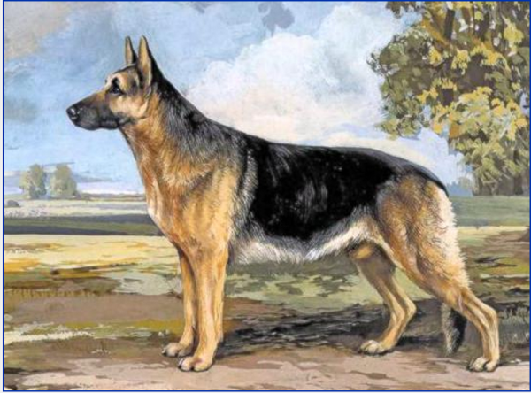 Немецкая овчарка Canva