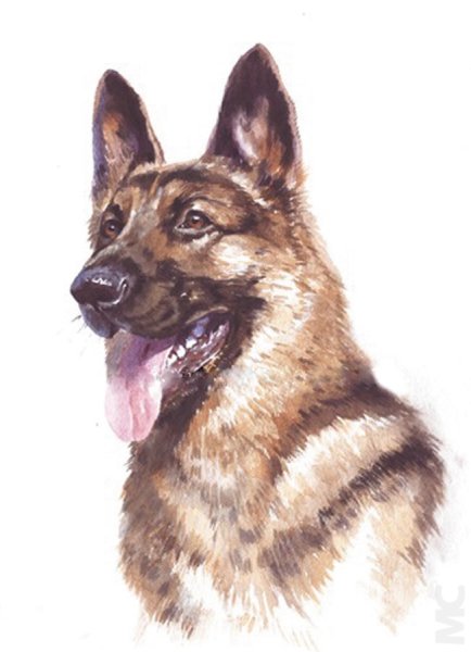 Овчарка живопись