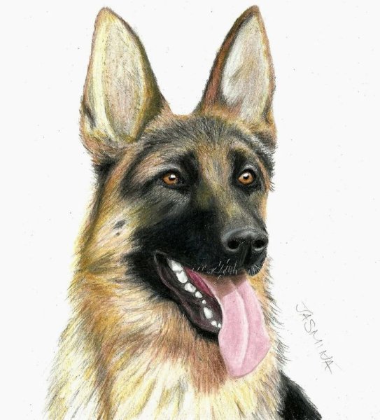 Мультяшная овчарок морда