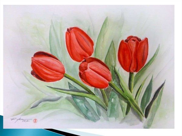 Тюльпаны правополушарное