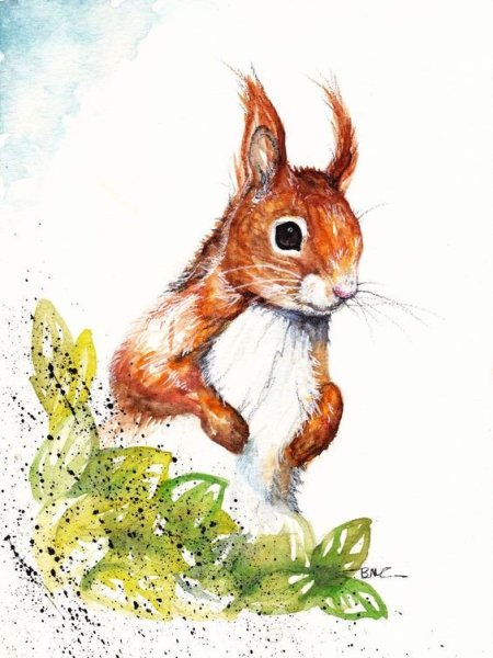 Белка акварелью