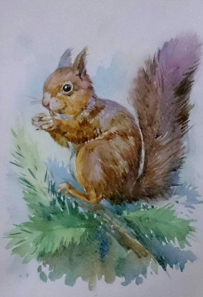 Белочка гуашью