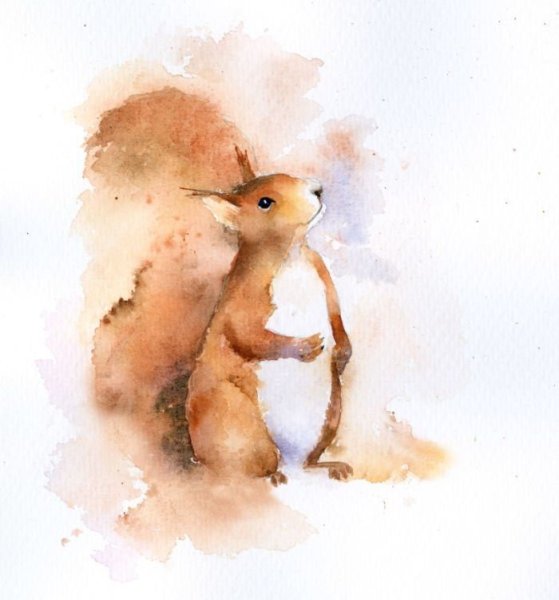 Белка гуашью