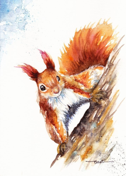 Белка акварелью