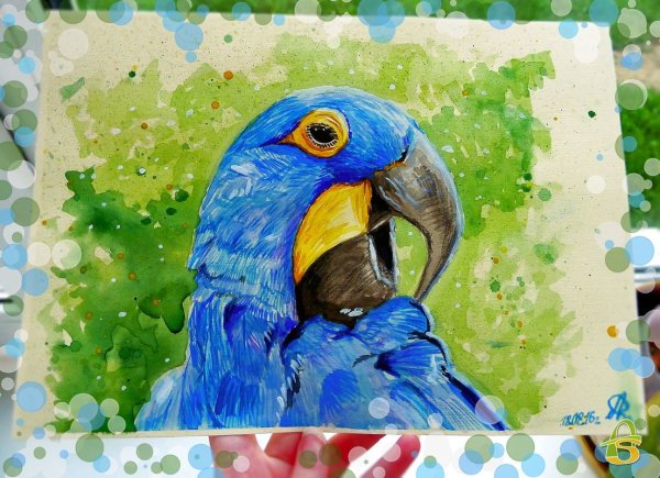 Попугай гуашью
