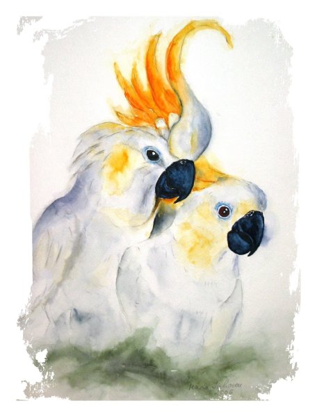 Акварельная живопись попугаи ара жако