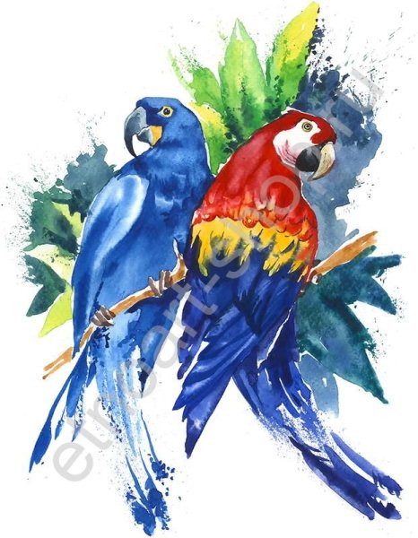 Попугай акриловыми красками