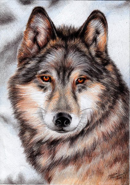 Нарисовать волка красками