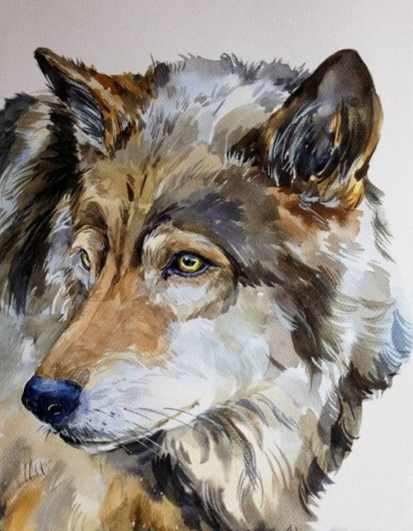 Волк акварелью