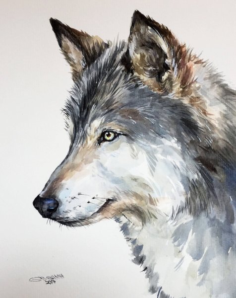 Волк акварелью
