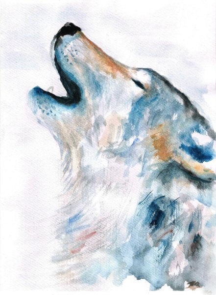 Волк акварелью для начинающих