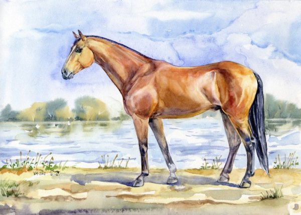 Лошадь рисунок