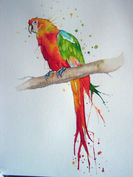Попугай ара акварелью