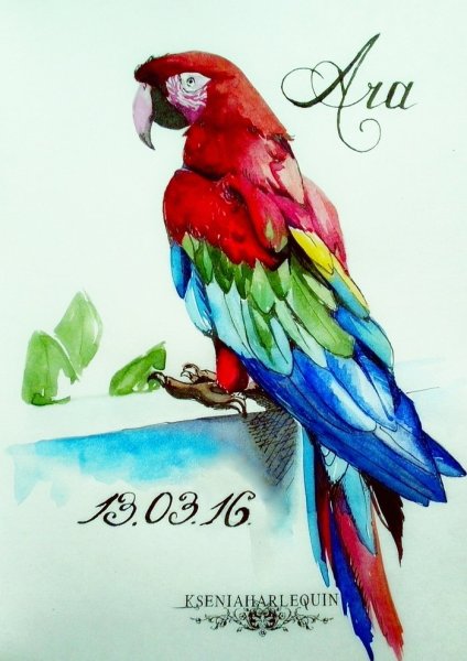 Попугай гуашью