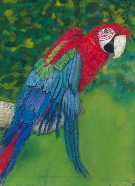 Попугай ара акварелью