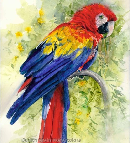 Тропические птицы акварель