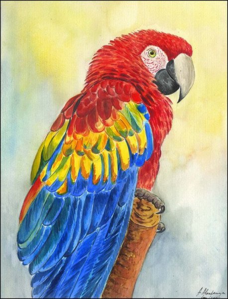 Попугай ара акварелью