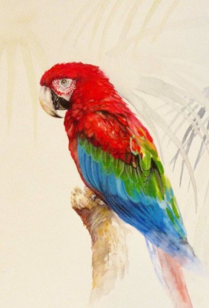 Попугай акварелью