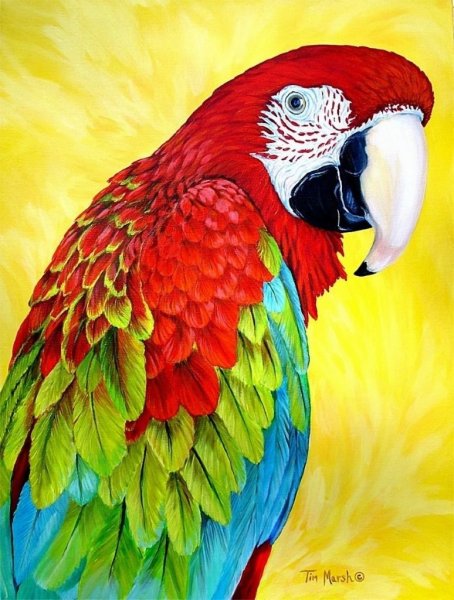 Акварельная живопись попугаи ара жако