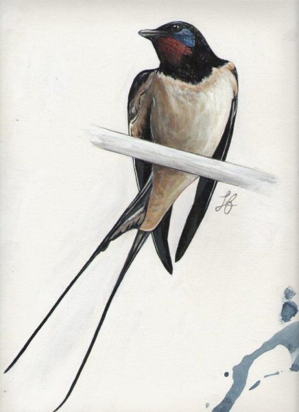 Ласточка цветными карандашами