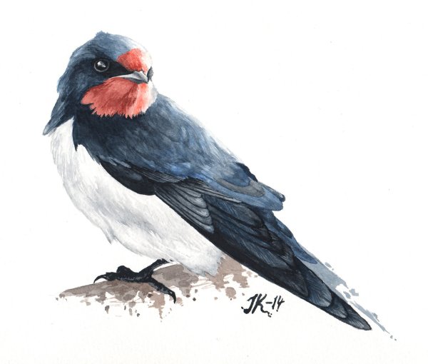 Ласточка цветными карандашами