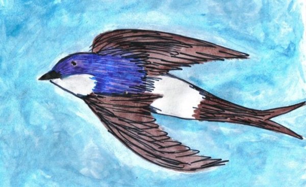 Рисование перелетные птицы старшая группа Ласточка