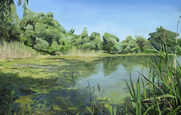 Камыш и пруд живопись