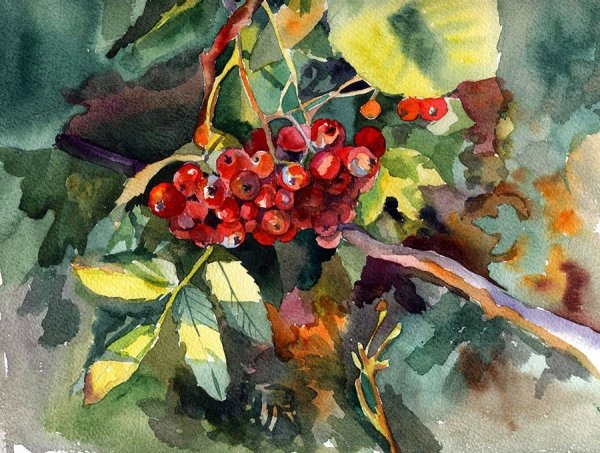 Елена Кацура земляника