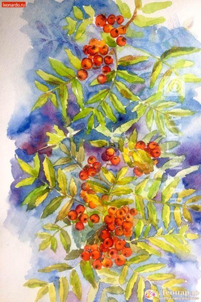 Ветка рябины акварелью