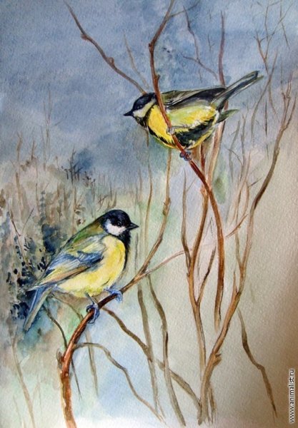Художник Даррел Буш синицы