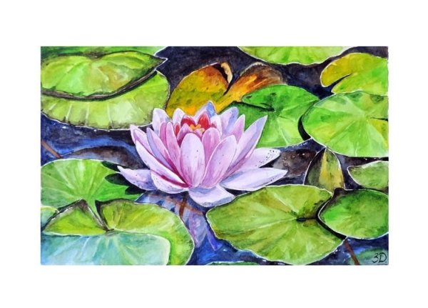 Нимфея Озерная Белоснежка