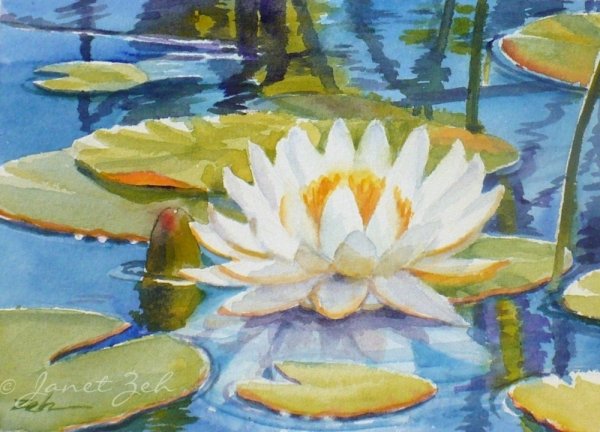 Нимфея (кувшинка) Рэй Дэвис