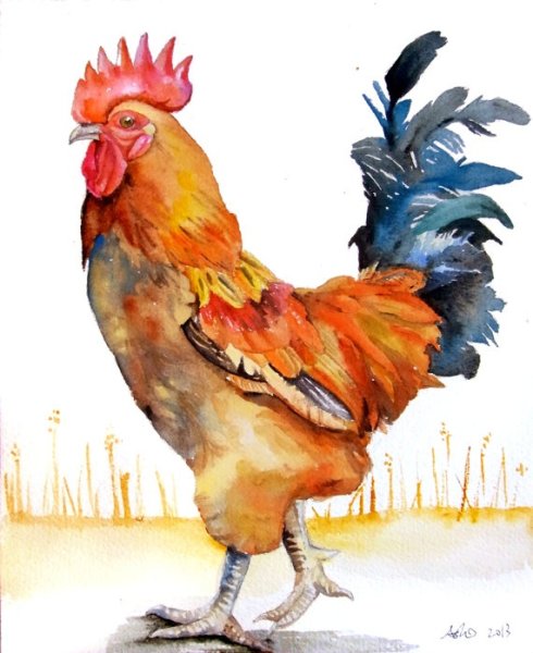 Петух зарисовки акварелью
