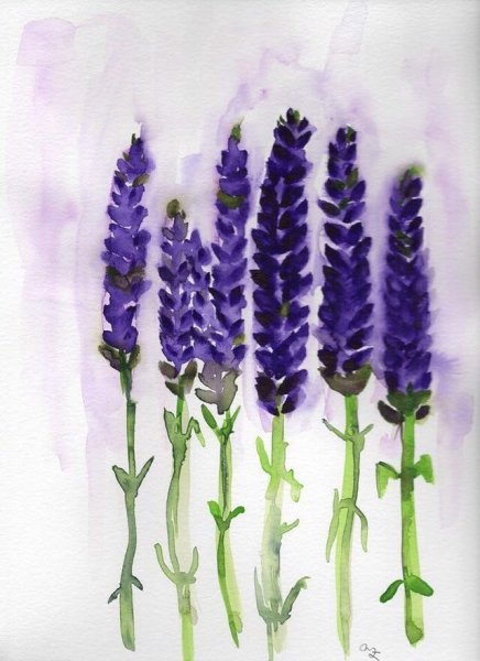 Лаванда гуашью акварелью