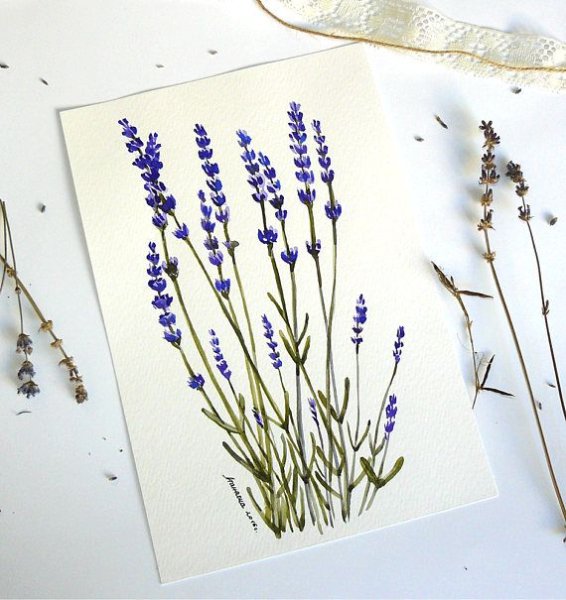 Ботаническая живопись Лаванда