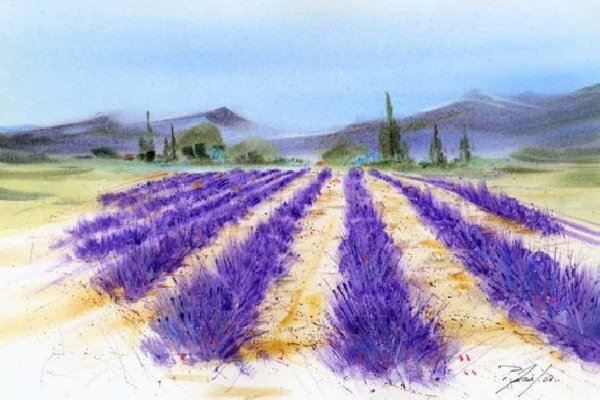 Поле лаванды акварелью