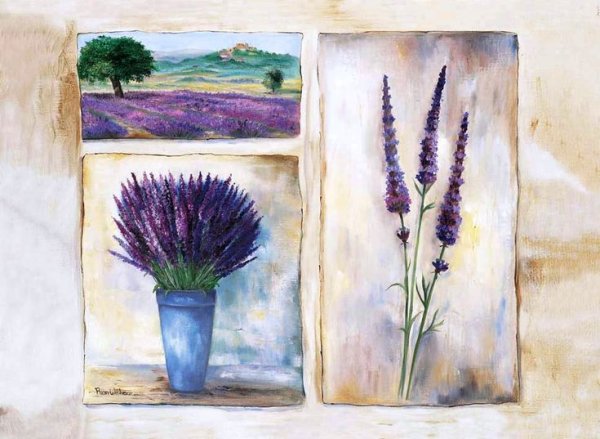 Лаванда иллюстрация