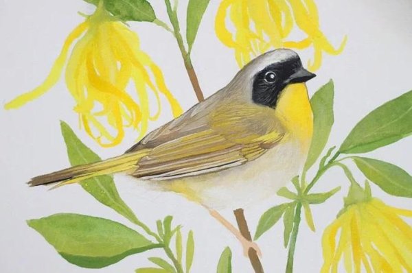 Рисунки гуашью птицы