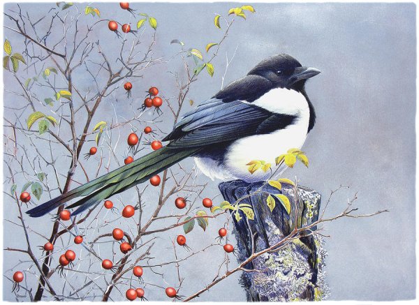 Пейзажи с сороками