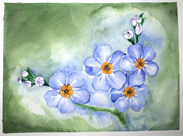 Незабудка рисунок